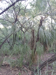 Trithrinax schizophylla