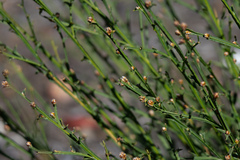 Genista tridentata