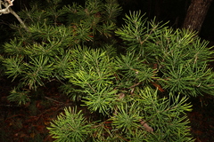 Banksia spinulosa