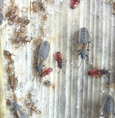Ischnodemus sabuleti