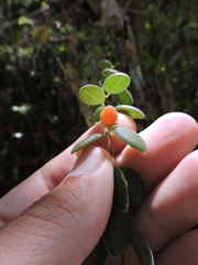 Codonanthe devosiana