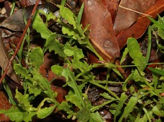 Sphaeromorphaea australis
