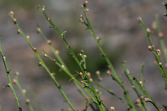 Genista tridentata