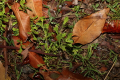Sphaeromorphaea australis