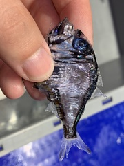 Argyropelecus olfersii