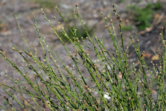 Genista tridentata