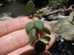 Codonanthe devosiana