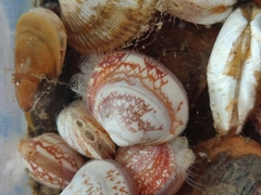 Serripes groenlandicus