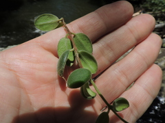 Codonanthe devosiana