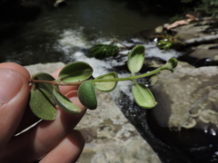 Codonanthe devosiana