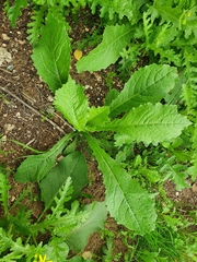 Urospermum picroides