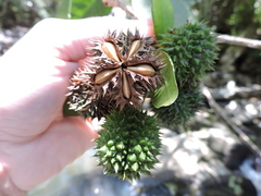 Esenbeckia grandiflora