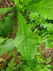 Urospermum picroides