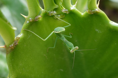 Mantodea