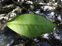 Esenbeckia grandiflora