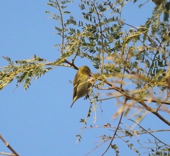 Cephalopyrus flammiceps