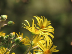 Asemosyrphus mexicanus