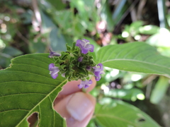 Coccocypselum lanceolatum