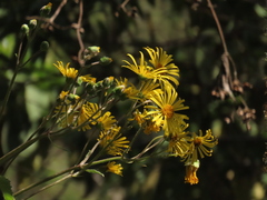 Munnozia senecionidis
