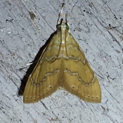 Glaphyria sesquistrialis