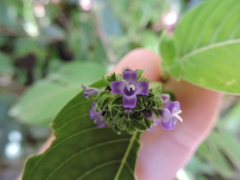 Coccocypselum lanceolatum