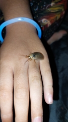 Ithone pallida