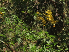 Munnozia senecionidis
