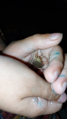 Ithone pallida