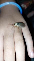 Ithone pallida