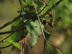 Munnozia senecionidis