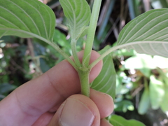 Coccocypselum lanceolatum