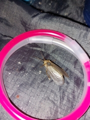 Ithone pallida