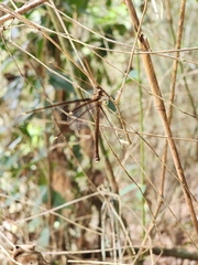 Haploglenius peruvianus