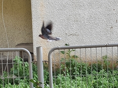 Streptopelia senegalensis