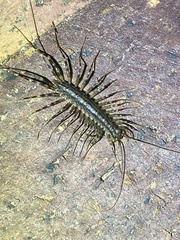 Allothereua maculata