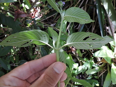 Coccocypselum lanceolatum