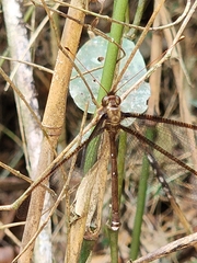 Haploglenius peruvianus