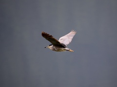 Nycticorax nycticorax nycticorax