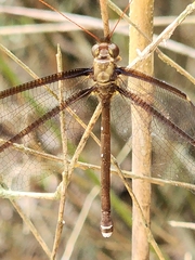 Haploglenius peruvianus