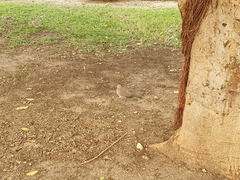 Streptopelia senegalensis