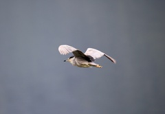 Nycticorax nycticorax nycticorax