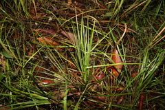Lomandra laxa