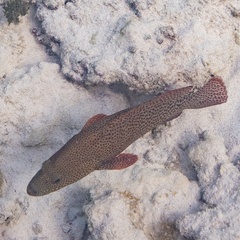 Cephalopholis cruentata