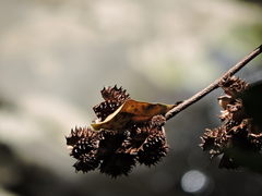 Esenbeckia grandiflora