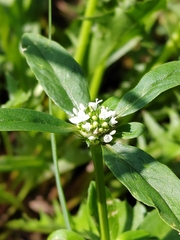 Spermacoce verticillata