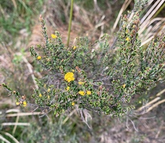 Bossiaea