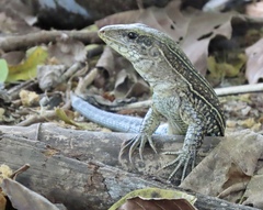 Ameiva praesignis