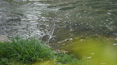 Ardea cinerea jouyi