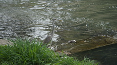 Ardea cinerea jouyi