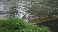Ardea cinerea jouyi